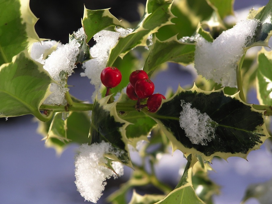Holly in snow